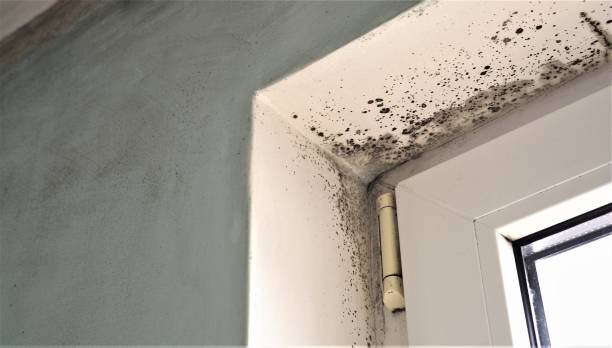 Best Mold Removal for HVAC Installations  in Key Biscayne, FL