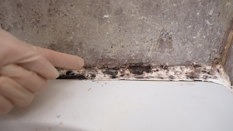Best Water Damage & Mold Remediation  in Key Biscayne, FL